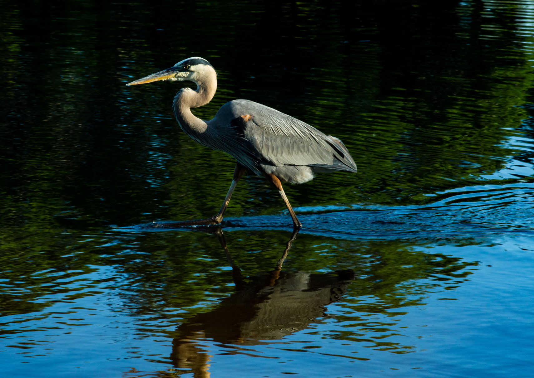 Great blue heron